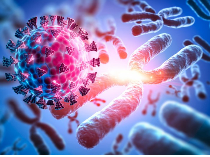STEM CELL